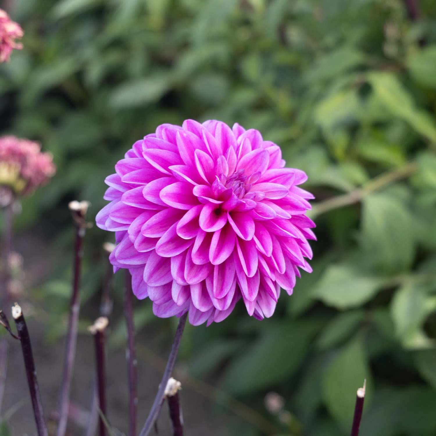 Daalia ‘Candlelight Mystic Blaze’